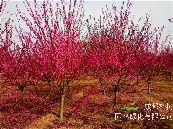 红叶碧桃什么时候成熟？红叶碧桃用什么树嫁接？