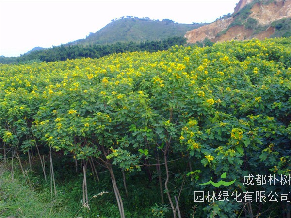黄花槐如何种植？如何养护？