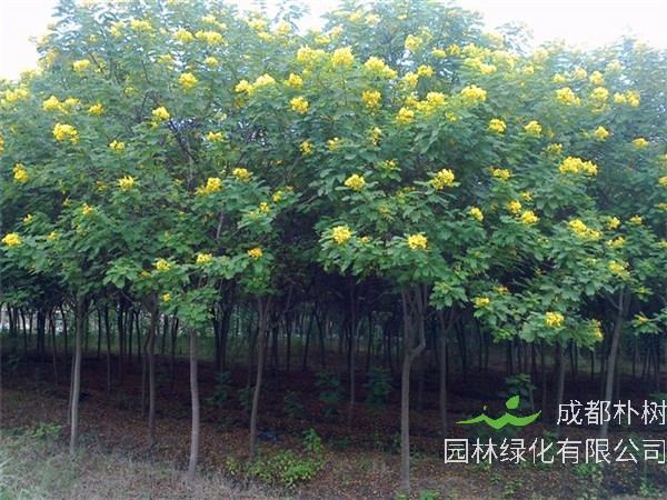 黄花槐怎么样？