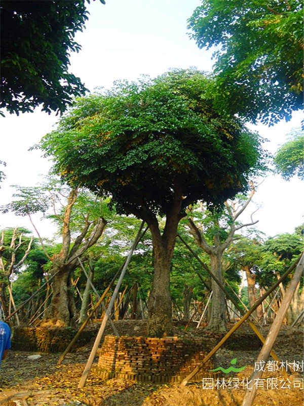 幌伞枫怎么养护？幌伞枫怎么样？