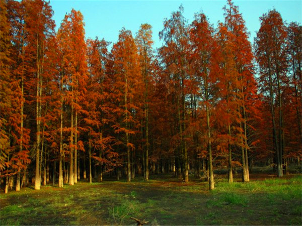 如何种红松？红松如何嫁接？