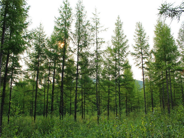 红松如何修剪？红松怎么样？