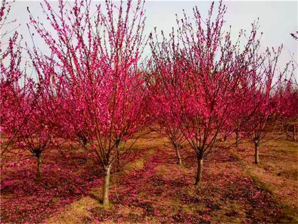 红叶碧桃什么时候成熟？红叶碧桃用什么树嫁接？