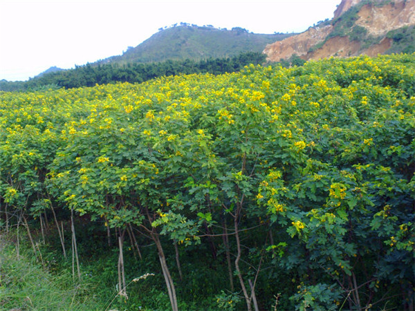 黄花槐如何种植？如何养护？