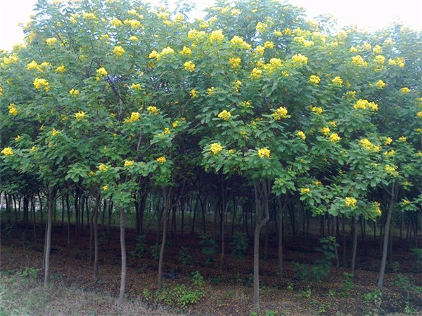 黄花槐怎么样？