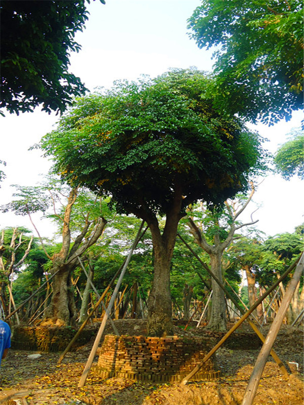 幌伞枫怎么养护？幌伞枫怎么样？