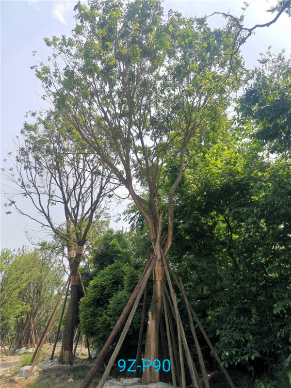 40公分皂角树价格详情怎么样？