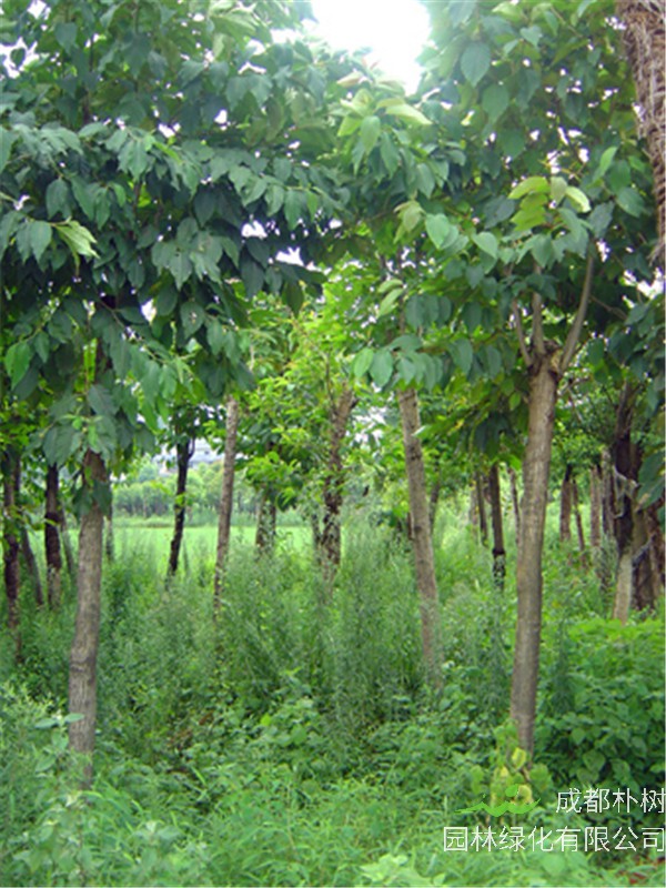 喜树如何种植，如何养护？