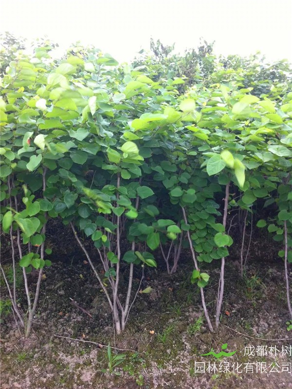 如何区分紫薇和紫荆？如何区别木槿和紫荆？