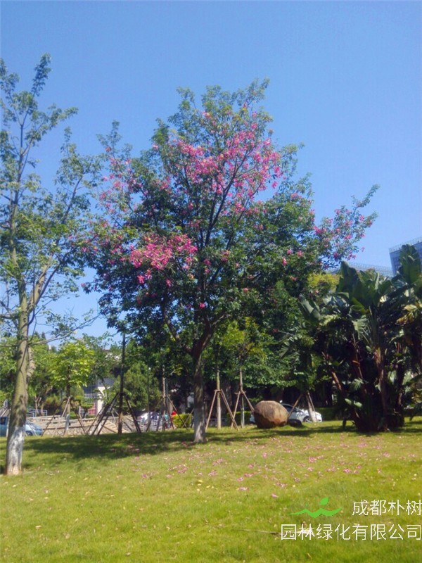 紫荆怎么样?紫荆花怎么样?