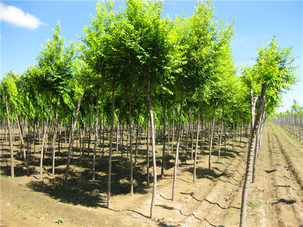 旱柳树有哪些作用？旱柳的变种有哪些？