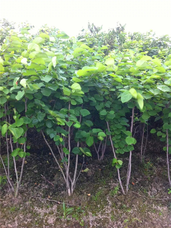 如何区分紫薇和紫荆？如何区别木槿和紫荆？