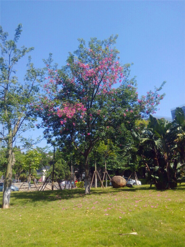 紫荆怎么样？紫荆花怎么样？