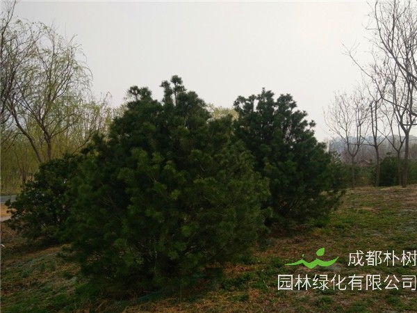 如何栽种柏树？柏树如何扦插？