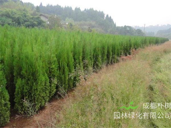 柏树盆景如何养护？柏树如何修剪？