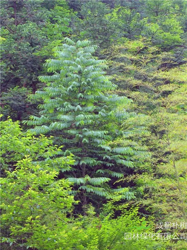 伯乐树怎么样？