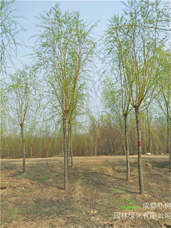 金丝柳如何种植，如何养护？