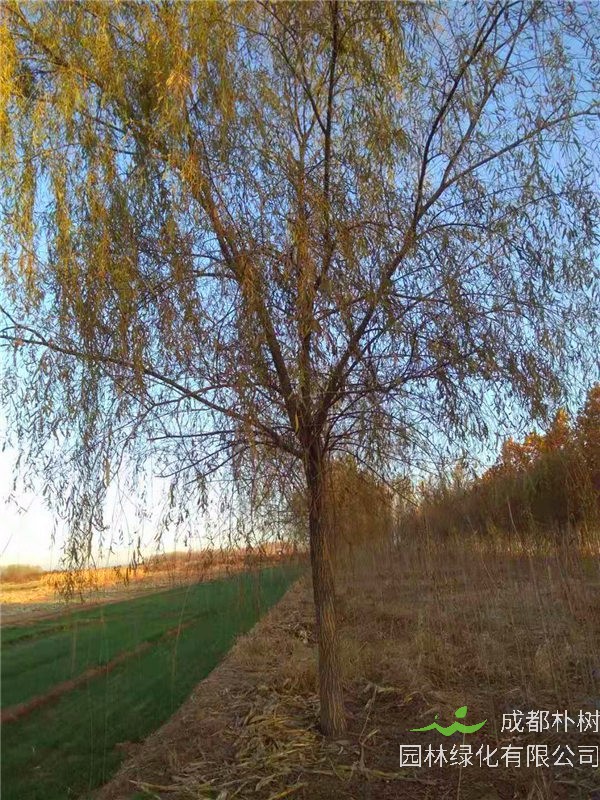 金丝柳怎么样？