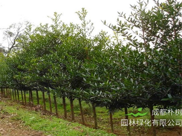 竹柏如何繁殖？竹柏如何养殖？