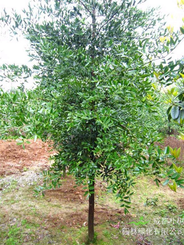 竹柏有什么作用？竹柏有什么功效？