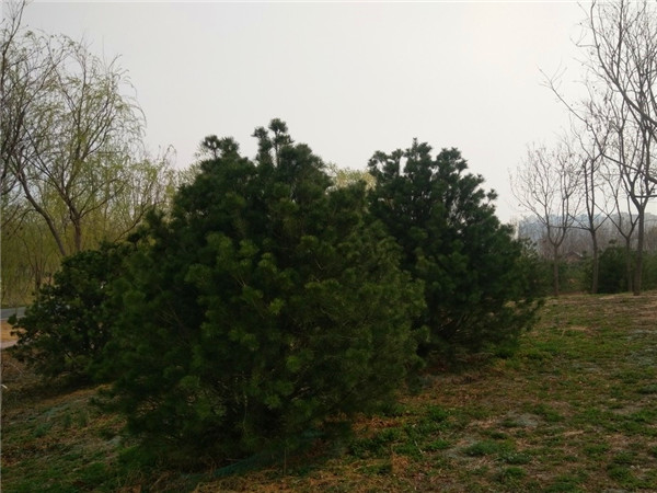 柏树盆景如何养护？柏树如何修剪？