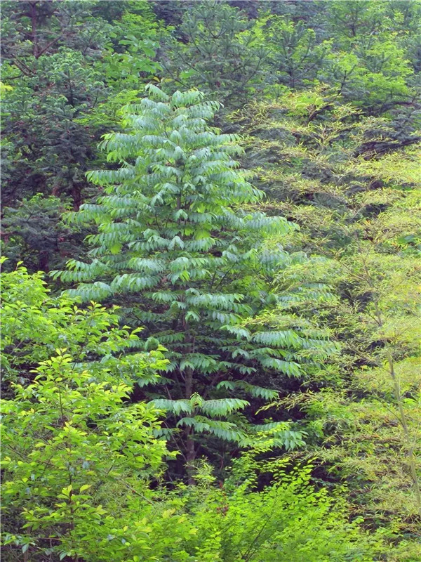 伯乐树怎么样？