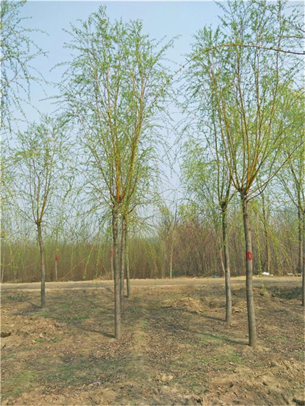 金丝柳如何种植，如何养护？