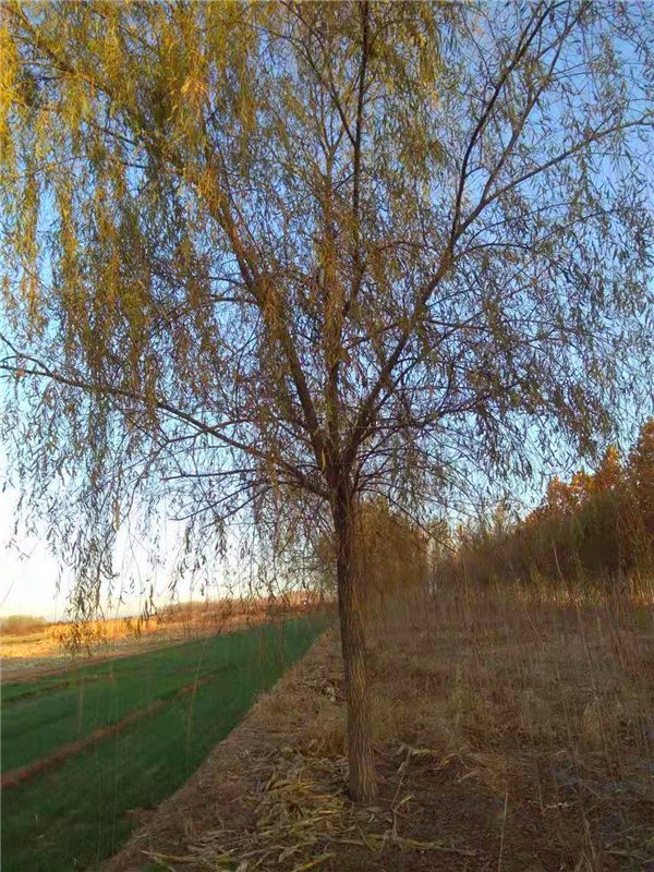 金丝柳怎么样？