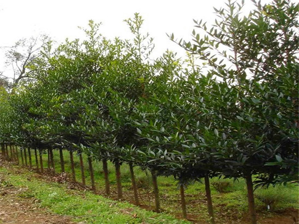 竹柏如何繁殖？竹柏如何养殖？