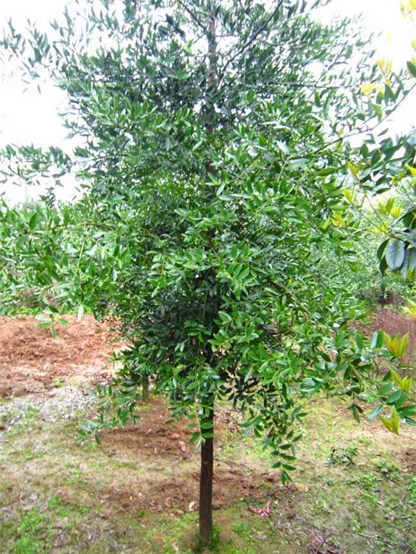 竹柏有什么作用？竹柏有什么功效？