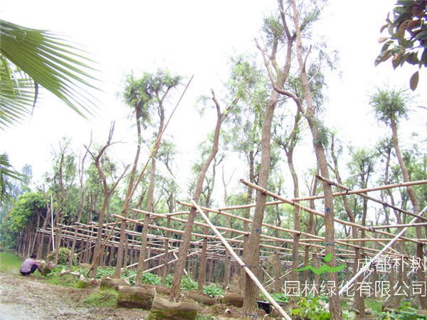 串钱柳怎么繁殖？如何养护？