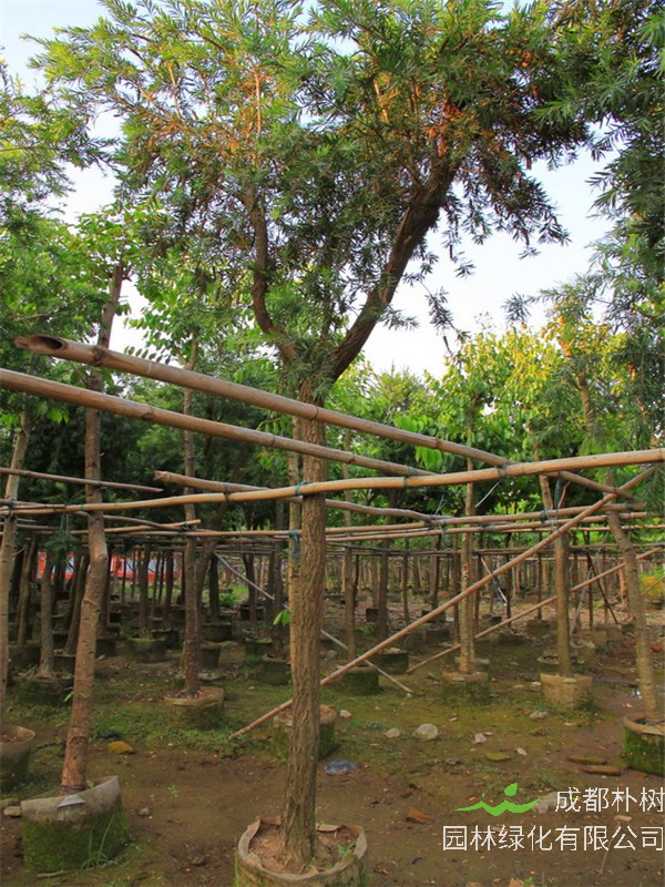 串钱柳怎么样？