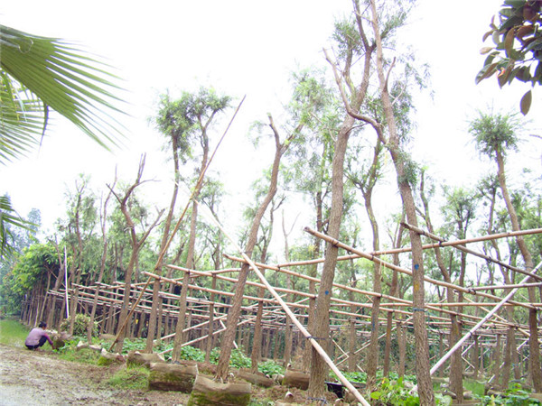 串钱柳怎么繁殖？如何养护？