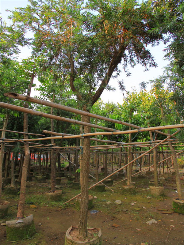 串钱柳怎么样？