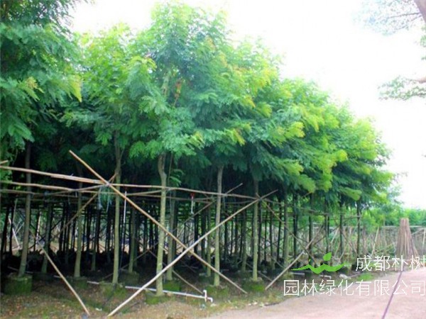 铁刀木怎么样？