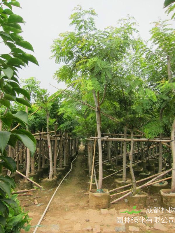 铁刀木如何种植，如何养殖？