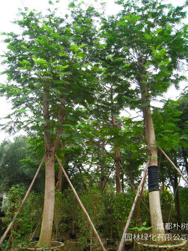 蓝花楹、南洋楹、凤凰木区别是什么？