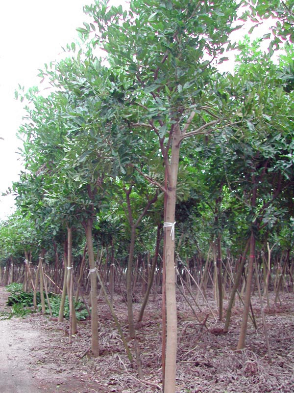 吊瓜树怎么样？