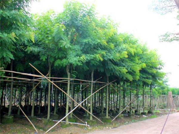 铁刀木怎么样？