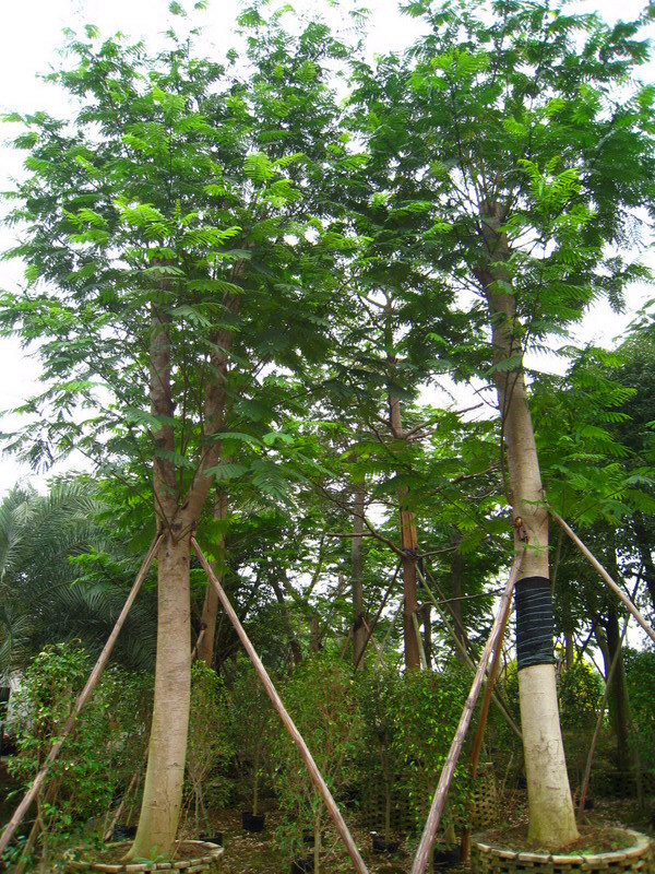 蓝花楹、南洋楹、凤凰木区别是什么？