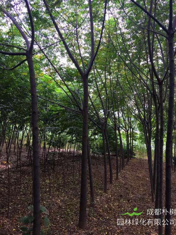 什么是苦楝树？