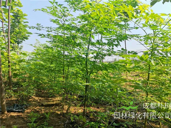 苦楝树的功效和作用是什么？