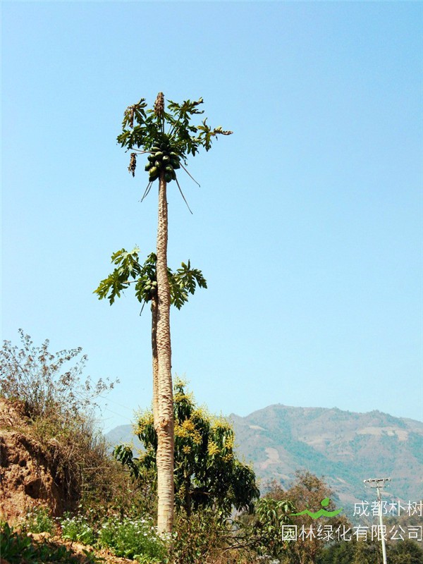 木瓜树怎么养？木瓜树怎么种植？