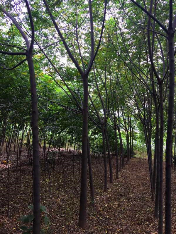 什么是苦楝树？