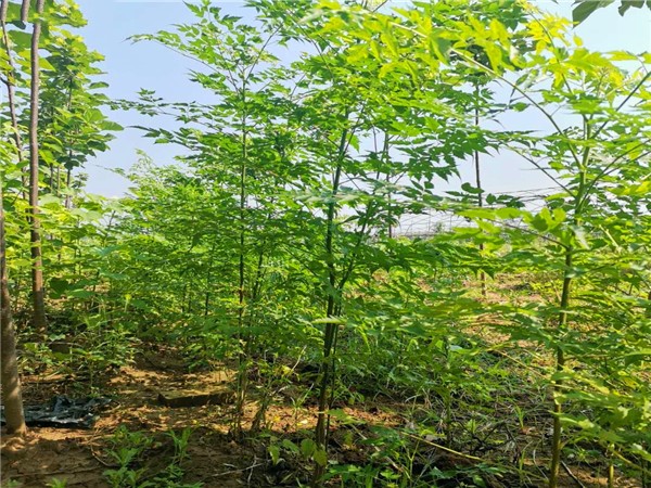 苦楝树的功效和作用是什么？