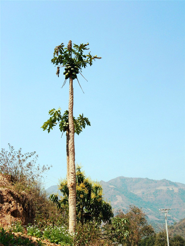 木瓜树怎么养？木瓜树怎么种植？
