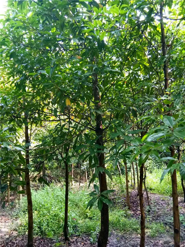 木荷有什么作用？