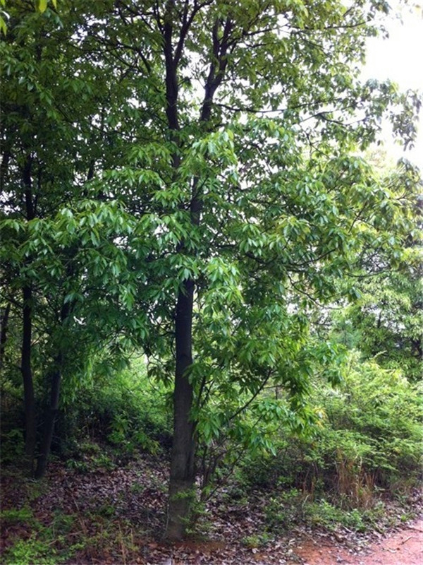 木荷是什么？
