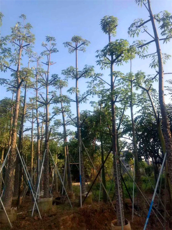 如何种木棉？木棉如何养护？