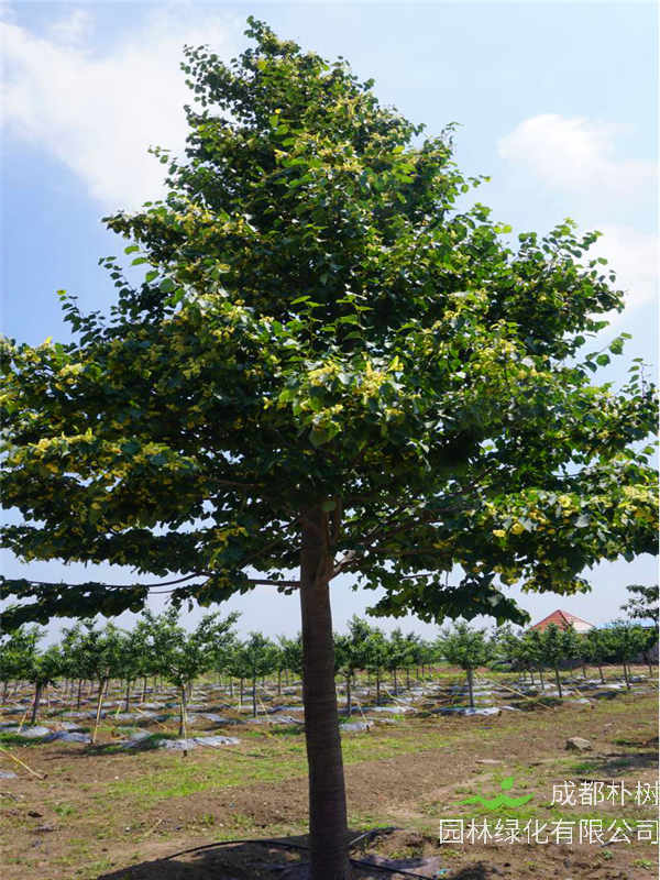 椴树怎么样？什么是椴树？